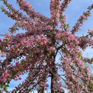 Malus Hillieri Bio