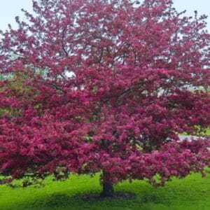 Malus Profusion Bio