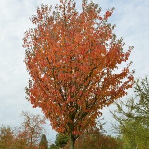Malus Tschonoskii Bio