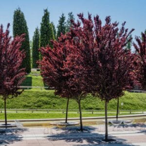 Prunus cerasifera Nigra Bio