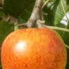 Belle de Boskoop Bio 2 big 119 1
